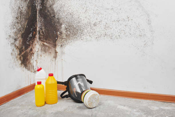 Best Basement Mold Remediation in Palmhurst, TX