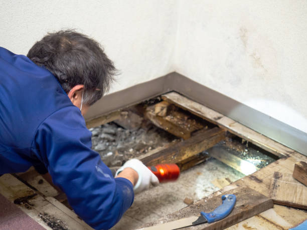 Best Industrial Mold Remediation in Palmhurst, TX