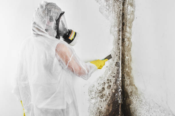 Best Residential Mold Remediation in Palmhurst, TX