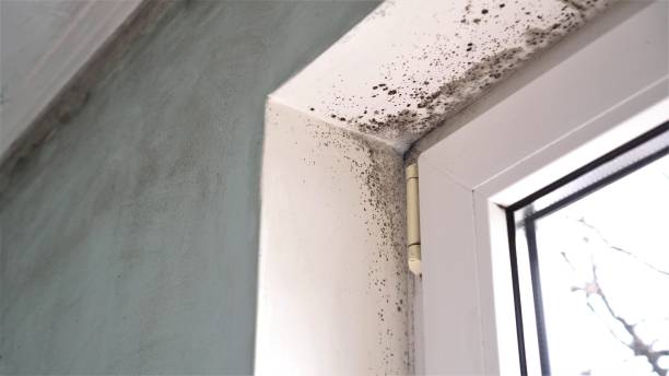 Best Mold Testing and Inspection Services in Palmhurst, TX