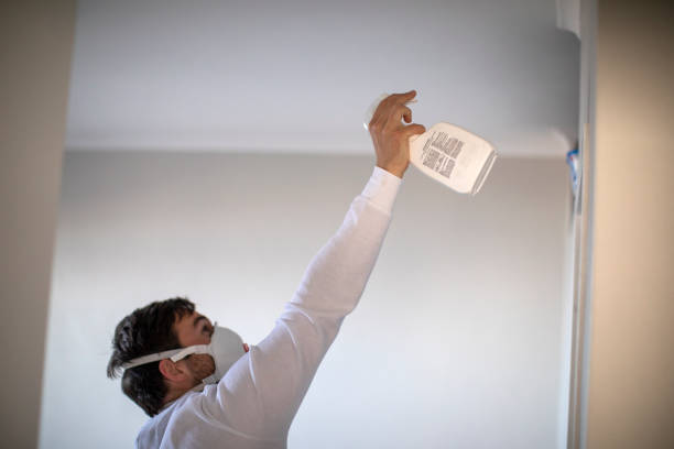 Best Black Mold Remediation in Palmhurst, TX