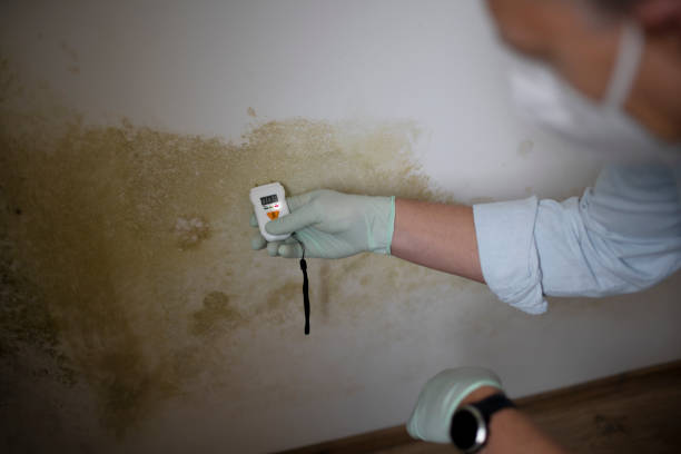 Best Post-Flood Mold Remediation in Palmhurst, TX